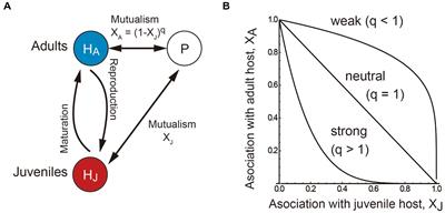 When to help juveniles, adults, or both: analyzing the evolutionary models of stage-structured mutualism